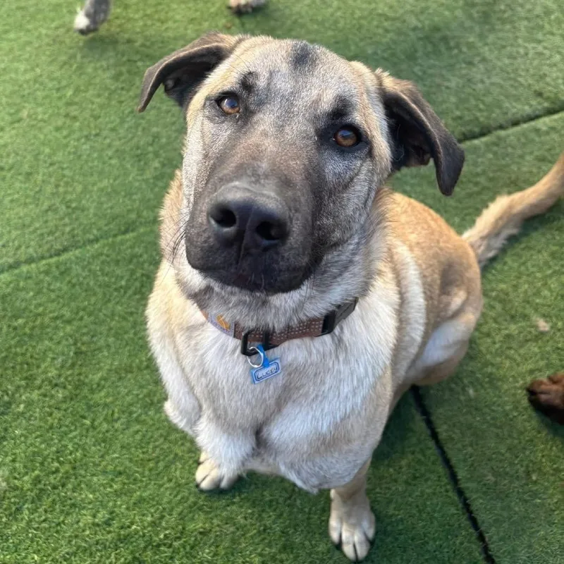 Lucky Ace thumbnail 5