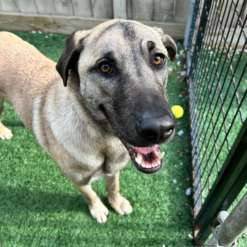 Lucky Ace thumbnail 6