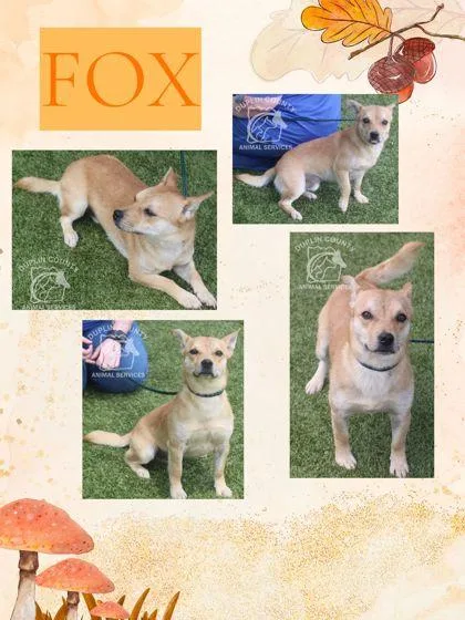 An adult medium-sized male Mixed Breed dog named Fox for adoption in Kenansville, NC