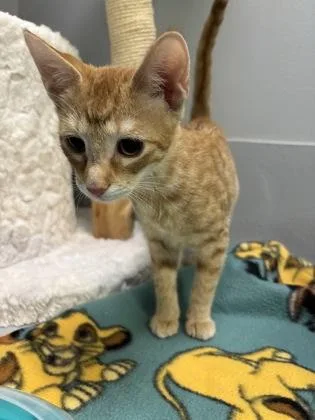A baby small-sized female Domestic Short Hair cat named Thelma for adoption in Cumming, GA