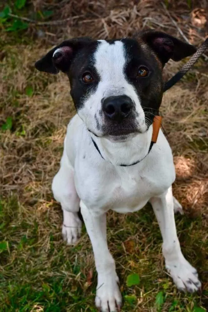 An adult large-sized male Tricolor (Brown, Black, & White) Pit Bull Terrier dog named Shrek for adoption in Bowling Green, OH