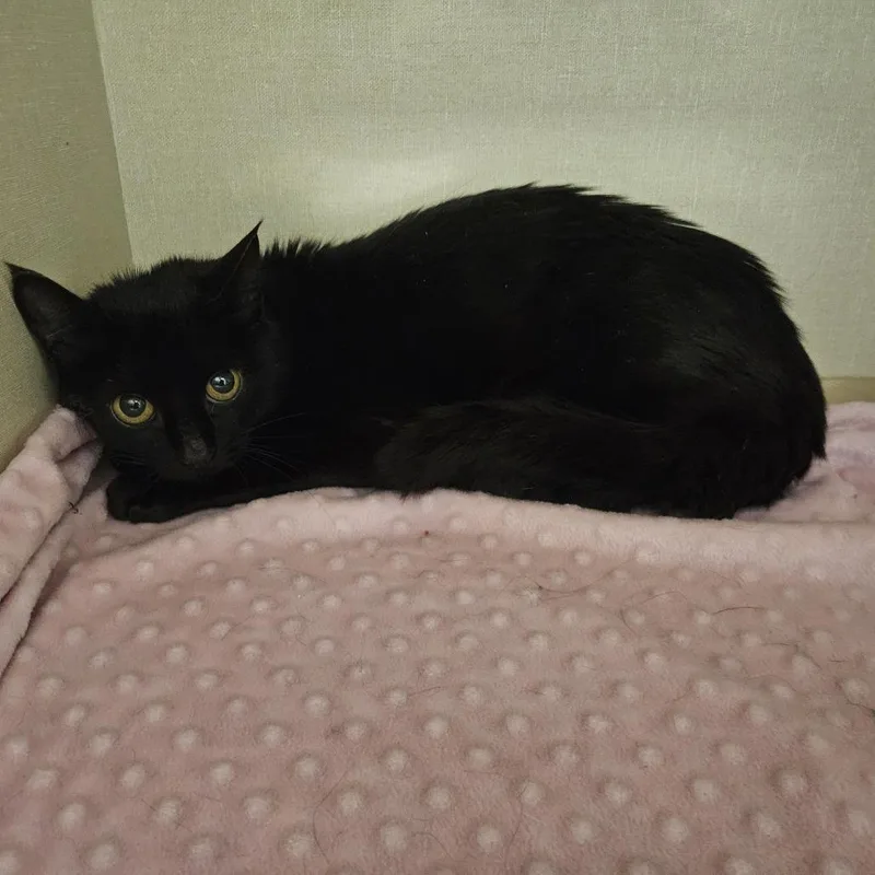 An adult small-sized female Black Domestic Short Hair cat named Lulu for adoption in Conway, NH