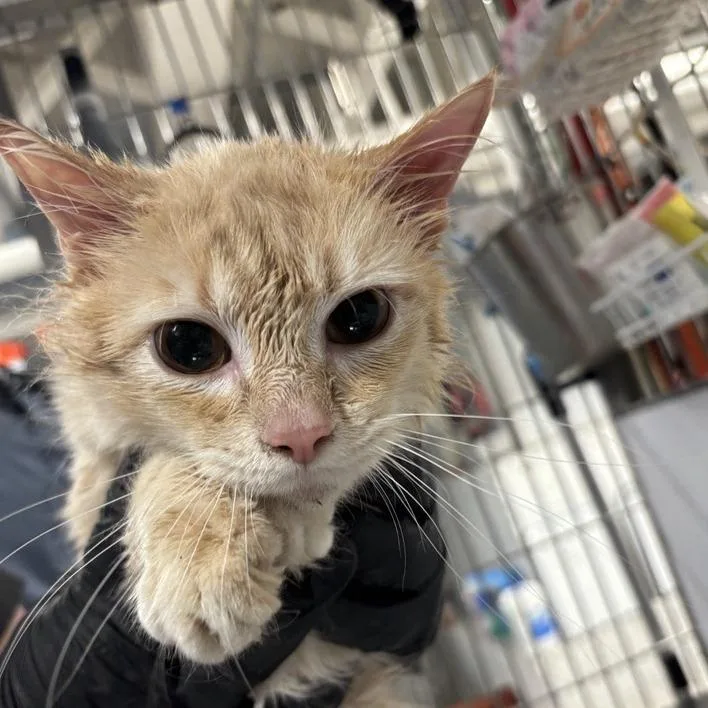 An adult medium-sized male Orange / Red Domestic Long Hair cat named Persia for adoption in New York, NY