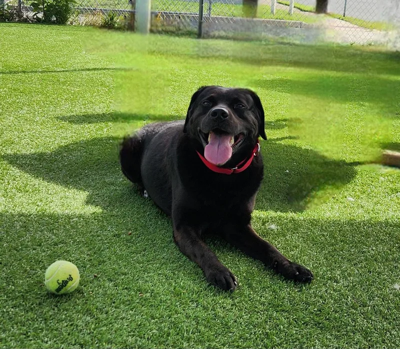 An adult large-sized male Black Labrador Retriever dog named Kol for adoption in Sewaren, NJ