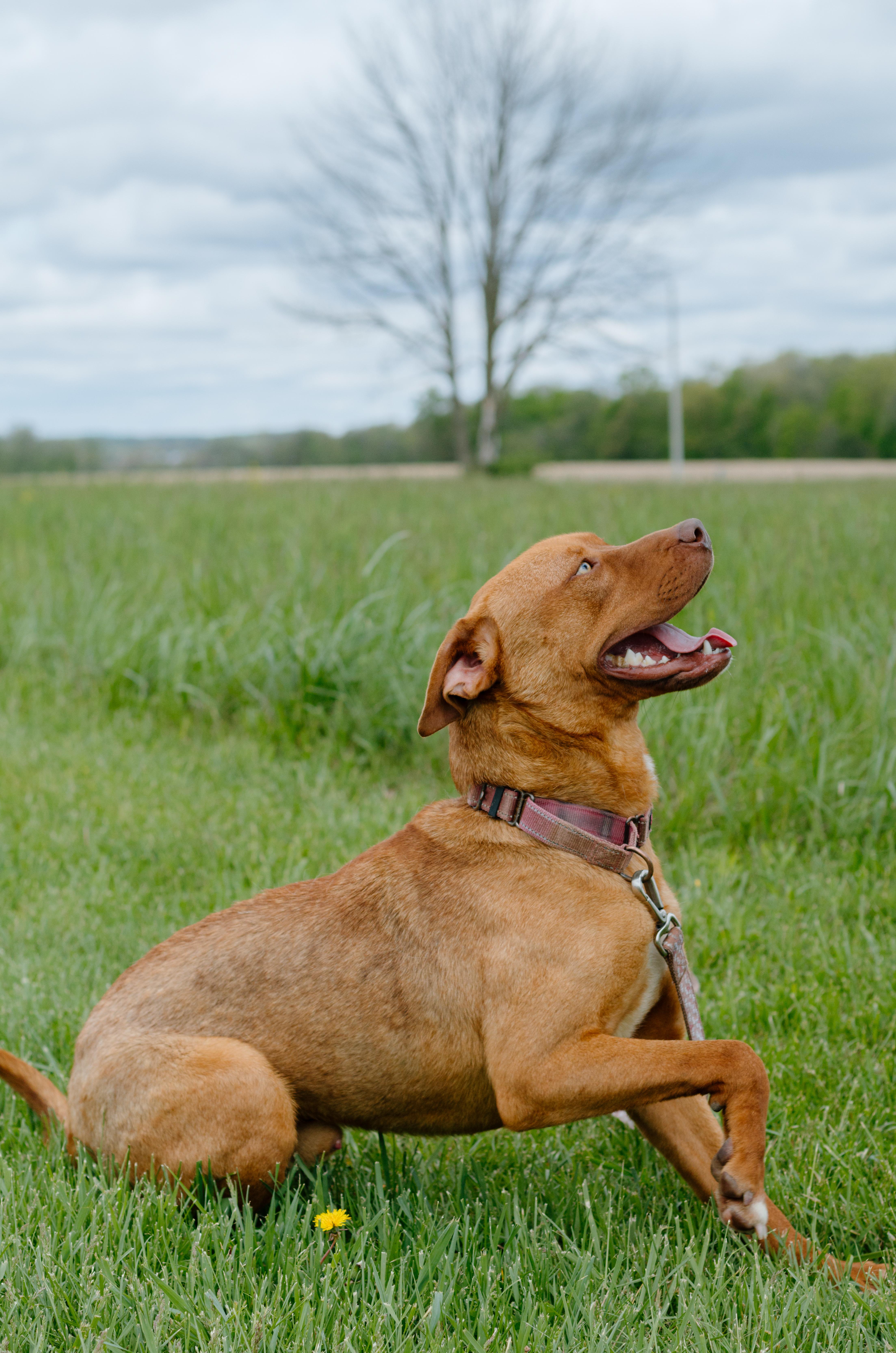 A young medium-sized male Red / Chestnut / Orange Mixed Breed dog named Axle for adoption in Liberty, IN