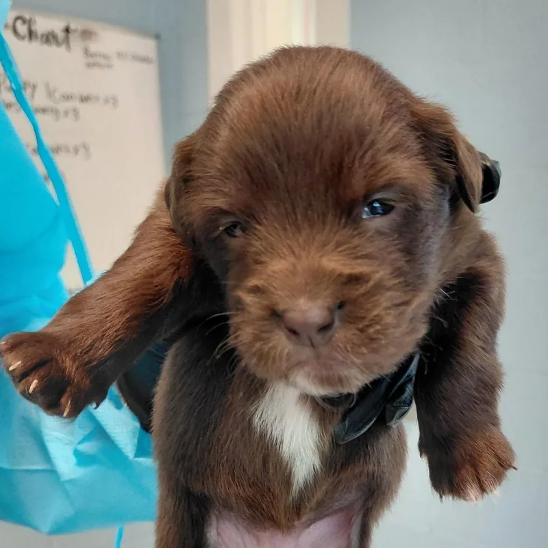 A baby medium-sized female Brown / Chocolate Mixed Breed dog named Celeno for adoption in LOXAHATCHEE, FL