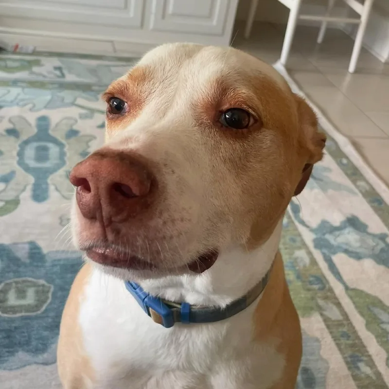 A senior large-sized male Yellow / Tan / Blond / Fawn Bull Terrier dog named Marvin for adoption in New Orleans, LA