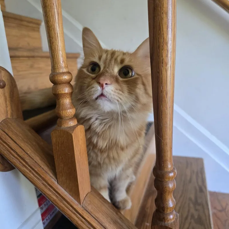 A young medium-sized male Orange / Red Domestic Long Hair cat named Whiskey for adoption in Jarrettsville, MD