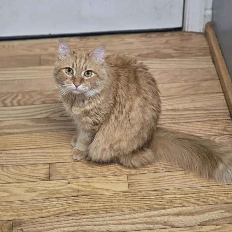 Whiskey thumbnail 2