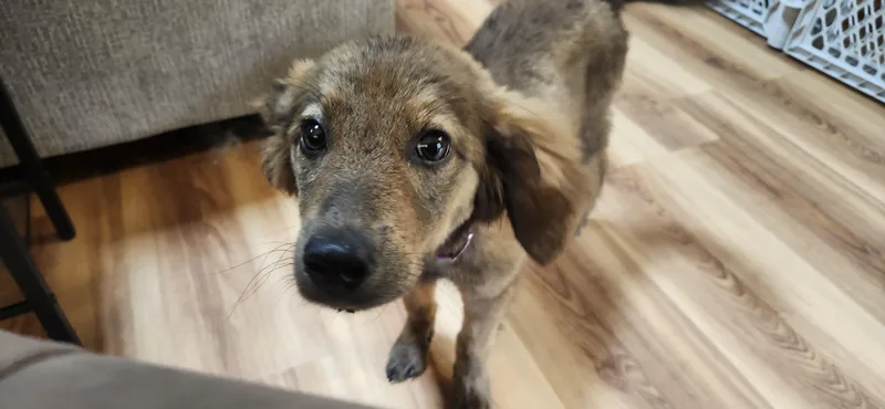 Daisy