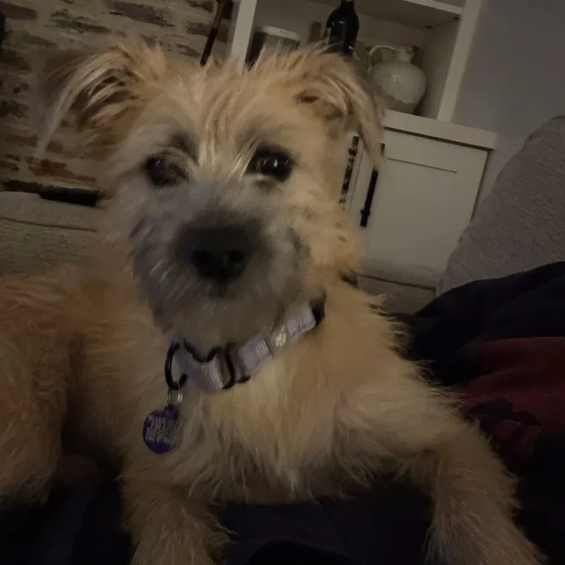A young small-sized female Yellow / Tan / Blond / Fawn Terrier dog named Candy for adoption in Elkton, MD