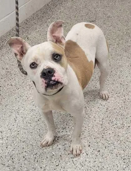 An adult medium-sized female White / Cream Pit Bull Terrier dog named Fizgig for adoption in Kansas City, MO