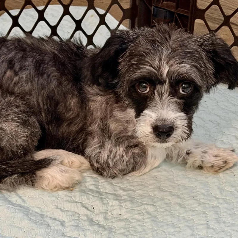 A young small-sized female White / Cream Poodle (Toy) dog named Italy Worth for adoption in Plano, TX