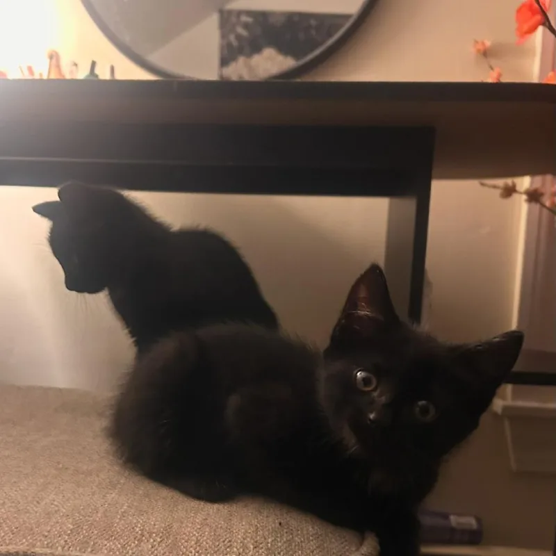 Joey and Peanut
