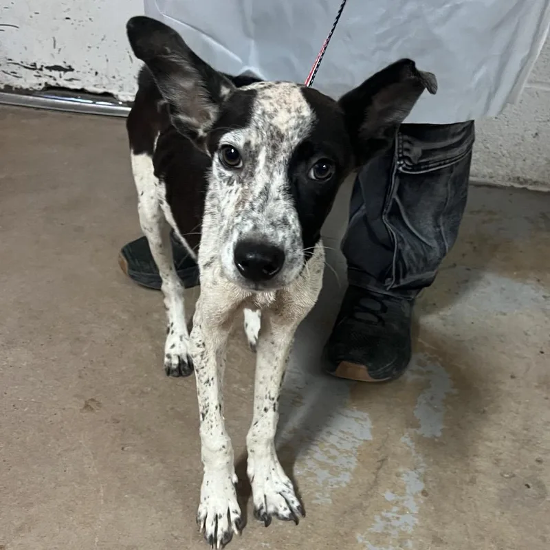 A young small-sized male White / Cream Australian Cattle Dog / Blue Heeler dog named Cinco for adoption in Edinburg, TX