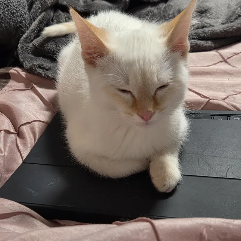 Remington