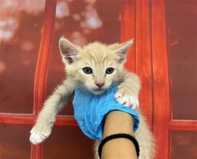 A baby small-sized male Domestic Short Hair cat named Jethro for adoption in San Bernardino, CA