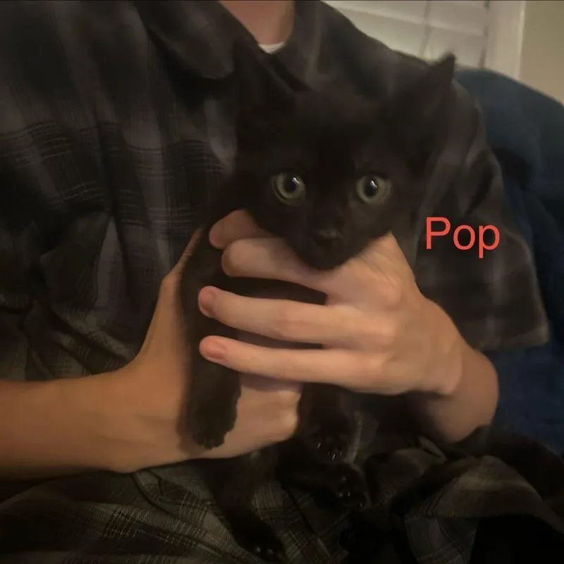 A baby small-sized female Black Domestic Short Hair cat named Pop for adoption in Westminster, CA