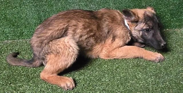 A baby small-sized female Belgian Shepherd / Malinois dog named Cleo for adoption in Lancaster, CA