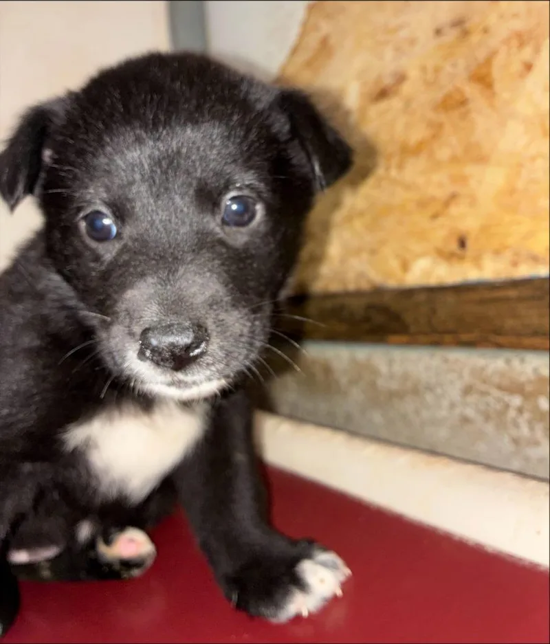A baby medium-sized female Australian Shepherd dog named Misha for adoption in Thompson Falls, MT