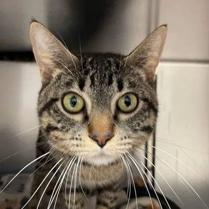 An adult small-sized male Domestic Short Hair cat named Tink for adoption in Wheaton, IL