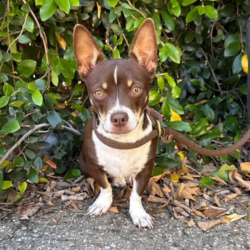 A young small-sized female Brown / Chocolate Chihuahua dog named Dulce for adoption in Santa Barbara, CA
