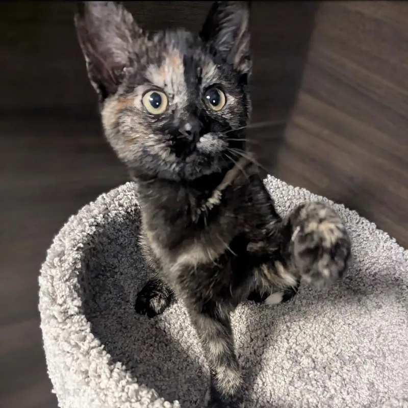 A baby small-sized female Black Domestic Short Hair cat named Aphrodite for adoption in Hamburg, NY