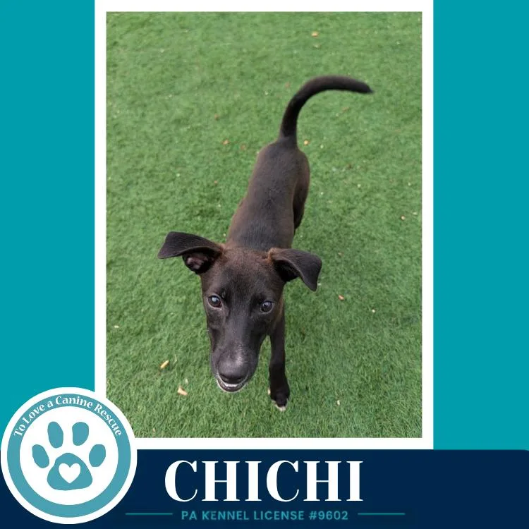 ChiChi