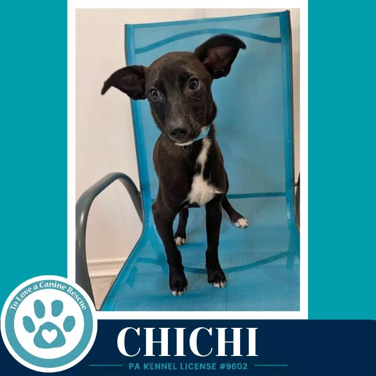 ChiChi thumbnail 2