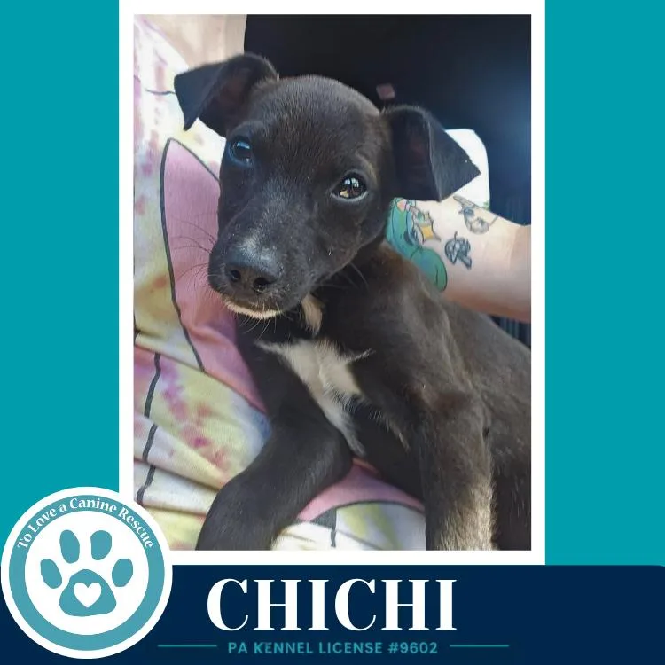 ChiChi thumbnail 3