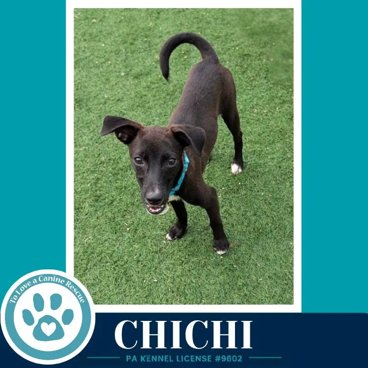 ChiChi thumbnail 4