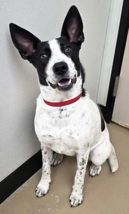 An adult medium-sized female Cattle Dog dog named Princess for adoption in Phoenix, AZ
