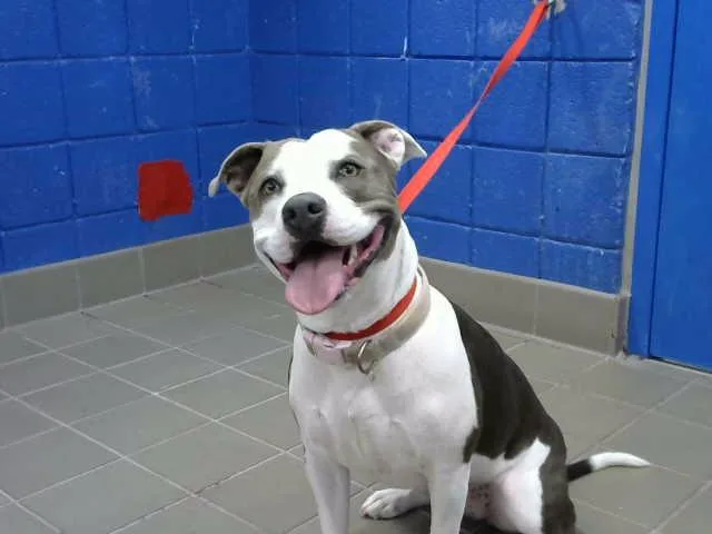 A young medium-sized female Pit Bull Terrier dog named Diamond for adoption in Albuquerque, NM