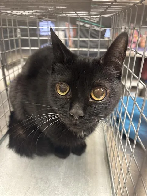 An adult small-sized female Domestic Short Hair cat named Osita for adoption in Las Vegas, NV