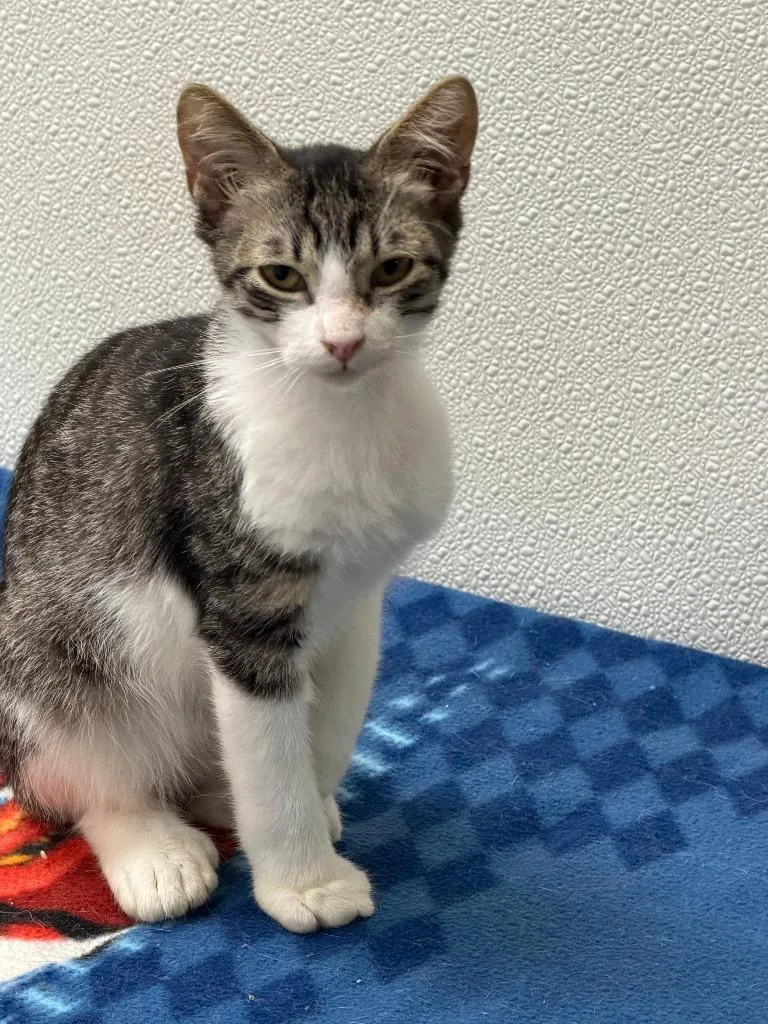 A baby small-sized male Domestic Short Hair cat named Leo for adoption in Ogdensburg, NY