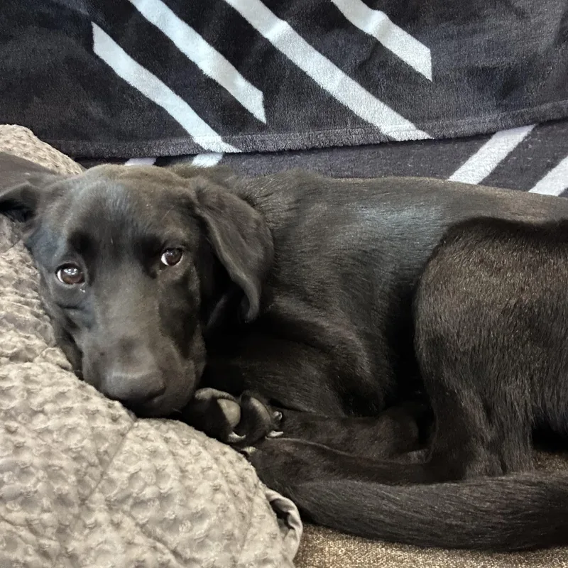 A baby large-sized female Labrador Retriever dog named Nora for adoption in Indianapolis, IN