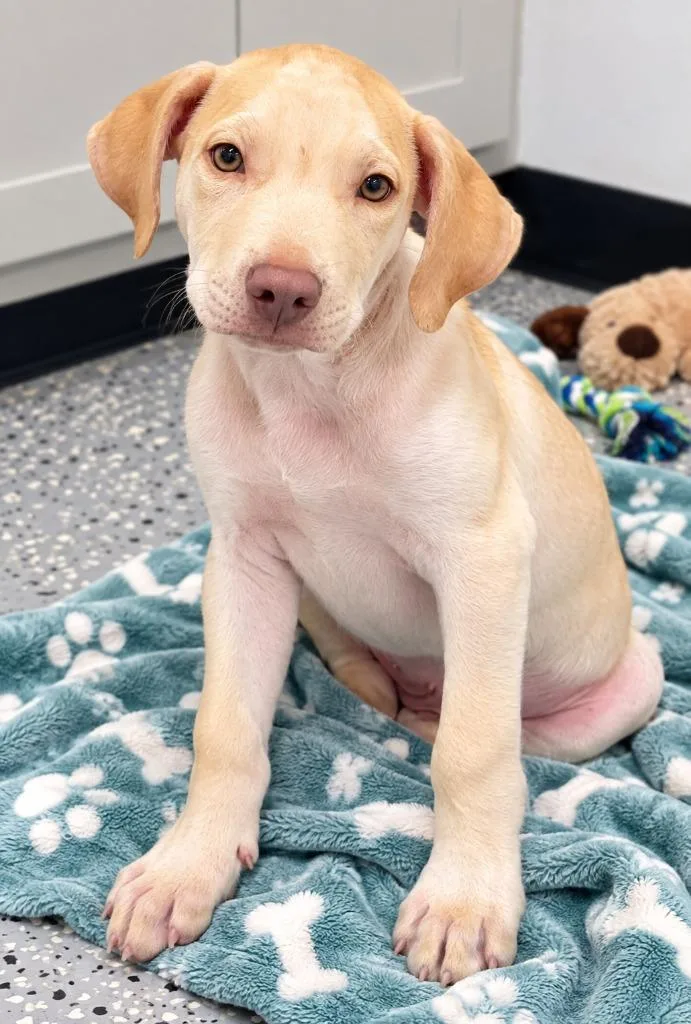 A baby medium-sized male Pit Bull Terrier dog named Luke Skywalker for adoption in Seven Points, TX