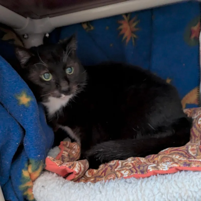 A senior medium-sized female Black Domestic Short Hair cat named Samantha for adoption in Portland, OR