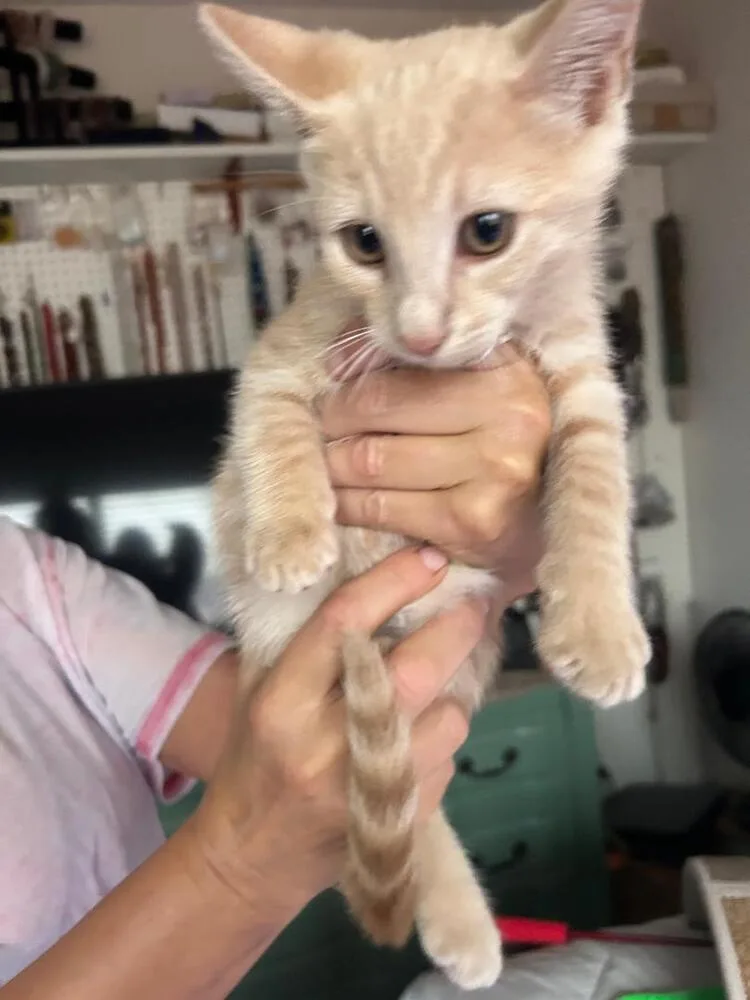 A baby medium-sized male Tabby (Orange / Red) Domestic Short Hair cat named Harley for adoption in Oceanside, CA