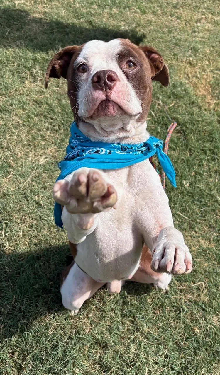 An adult medium-sized male Pit Bull Terrier dog named Rudy for adoption in Lavon, TX