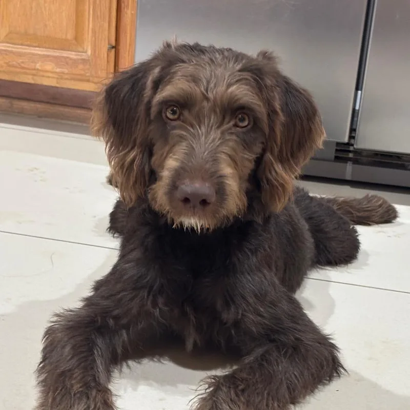 A young small-sized male Brown / Chocolate Poodle dog named Clover for adoption in Dover, AR