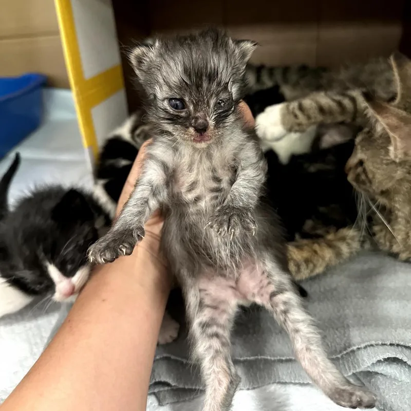 A baby small-sized male Brown / Chocolate Domestic Short Hair cat named Boone for adoption in Long Beach, CA