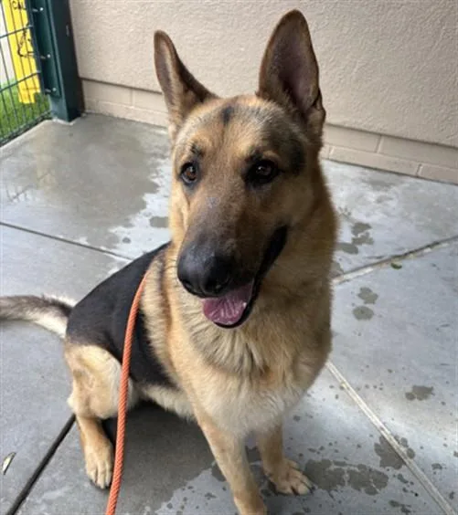 An adult large-sized male German Shepherd Dog dog named Rocky for adoption in San Jose, CA