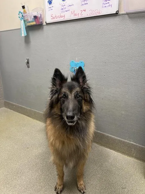 An adult large-sized male Belgian Shepherd / Tervuren dog named Theo for adoption in Las Vegas, NV