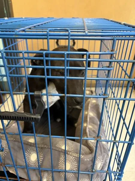A young medium-sized female Labrador Retriever dog named Domino for adoption in Mobile, AL