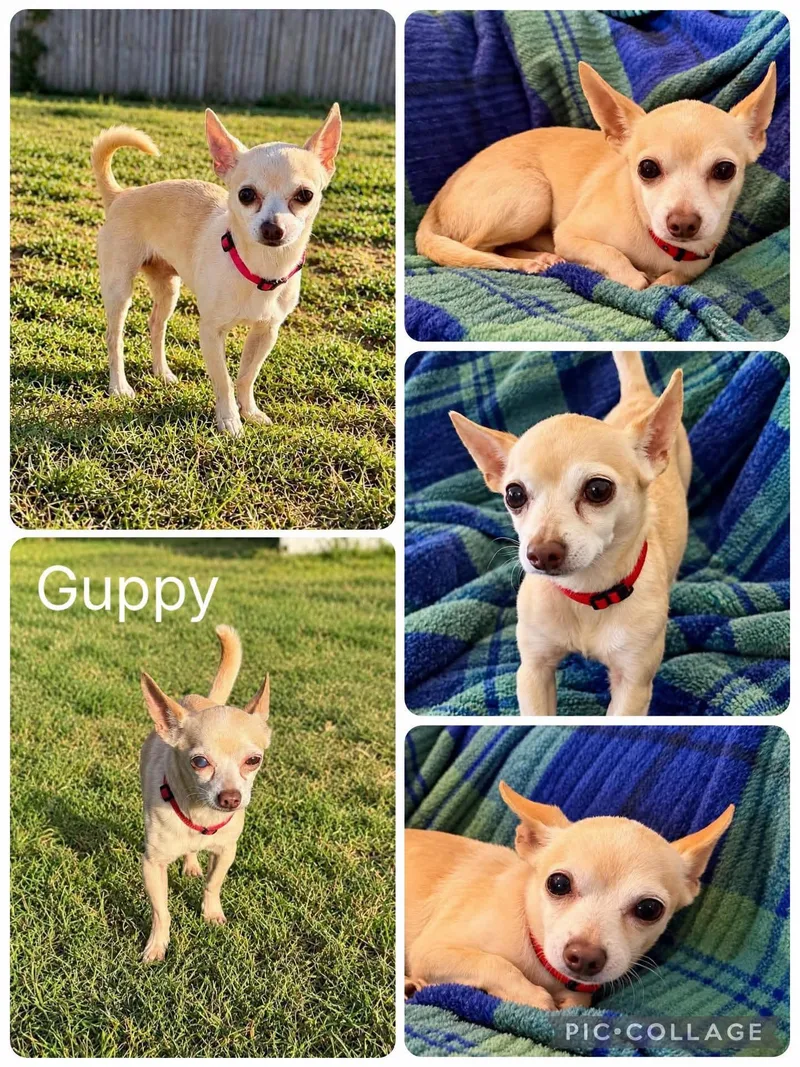 A young small-sized male Apricot / Beige Chihuahua dog named Guppy for adoption in Enterprise, AL