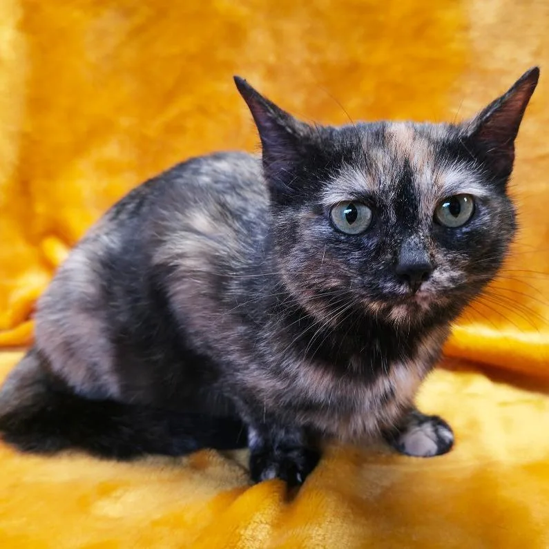 A young medium-sized female Tortoiseshell Domestic Short Hair cat named Mama Goat for adoption in Mount Juliet, TN