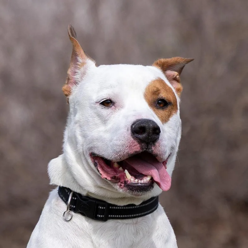 An adult large-sized male White / Cream American Bulldog dog named Spot for adoption in Council Bluffs, IA