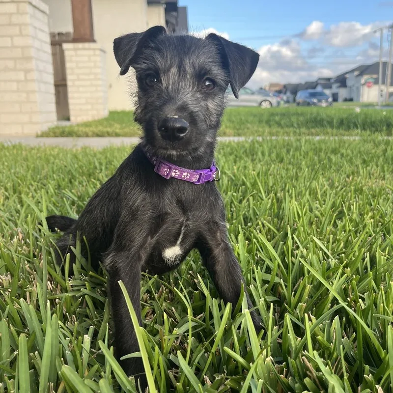 A baby small-sized female Schnauzer dog named Lightfury for adoption in Brownsville, TX