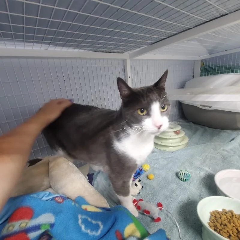 An adult medium-sized male Domestic Short Hair cat named Shark for adoption in Diamond Springs, CA